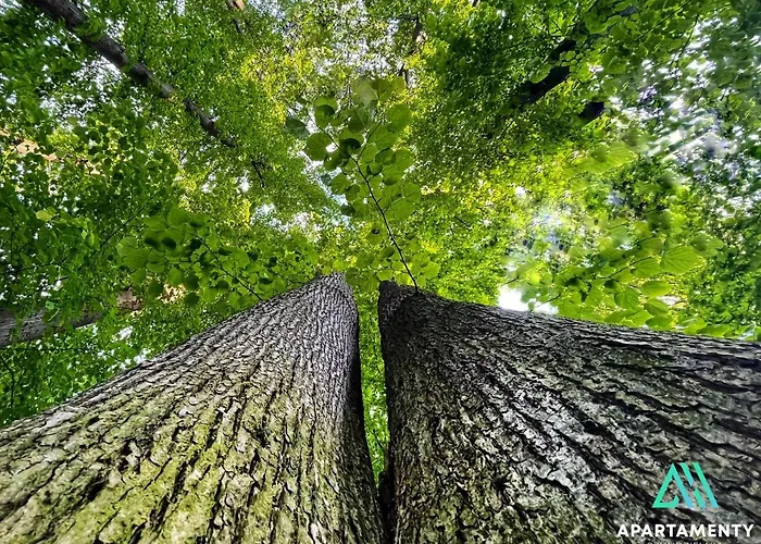 Gdzie Będzie Ci Lepiej Ferie W Beskidach, Szyndzielnia W Górach Widokowe&biznesowe&parking Apartamento